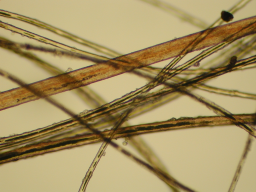 Alpaca fibers with central medulla, extraneous matter.