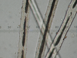 Alpaca fibers with micrometer magnified 400x originally.