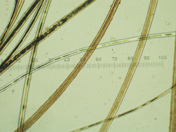Alpaca fibers of various sizes with micrometer.
