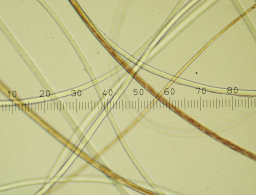 Cashmere fibers under the microscope.