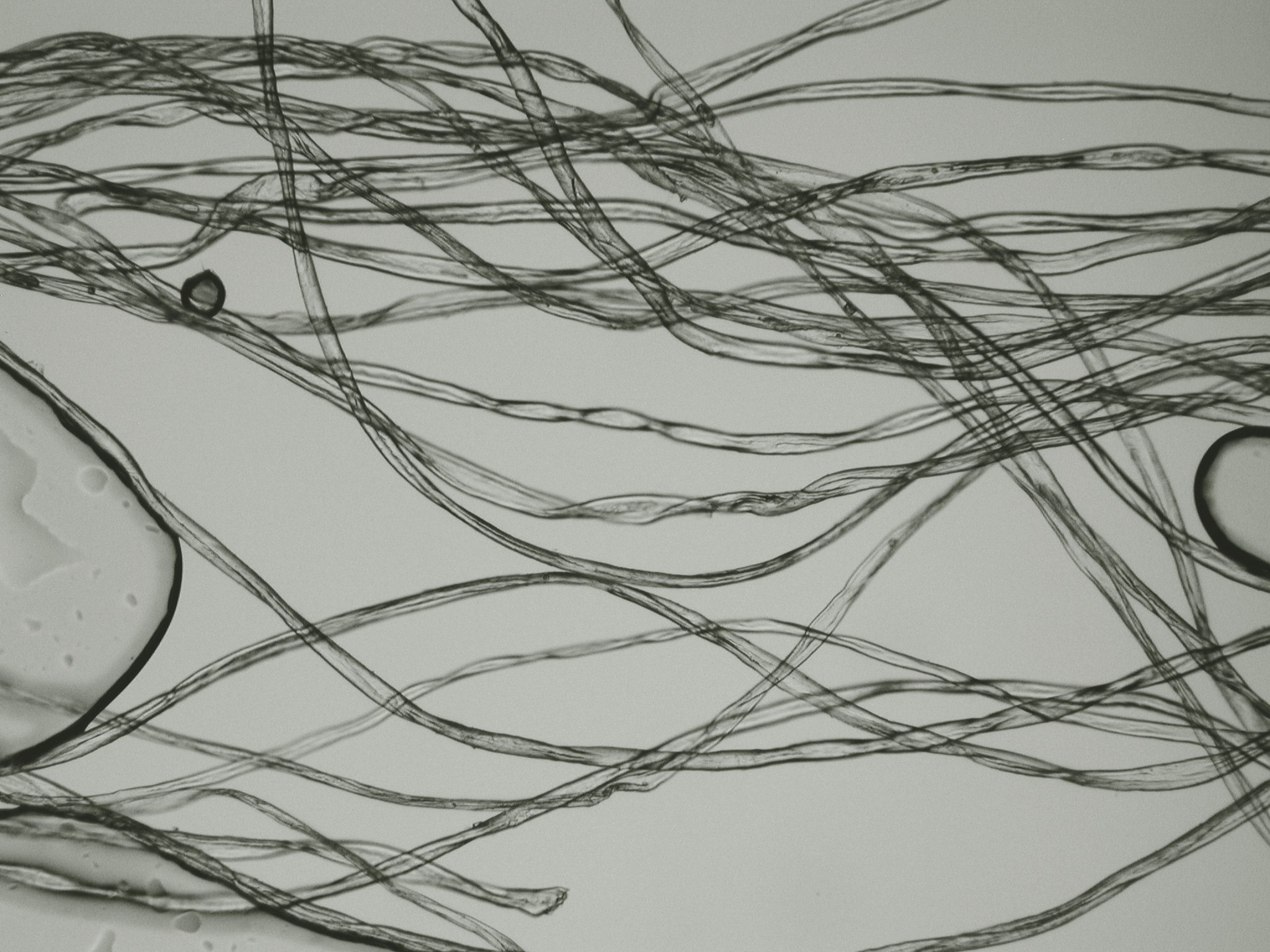 Fiber Microscopy