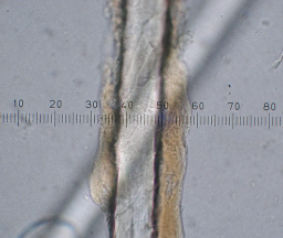 400x microphotograph of Gotland sheep wool with lanolin.
