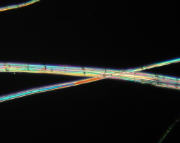 Microscopic view of hemp.