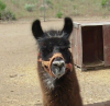 Head view of brown llama.
