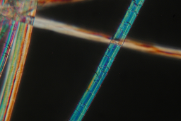 Ramie fiber, microscopic view.
