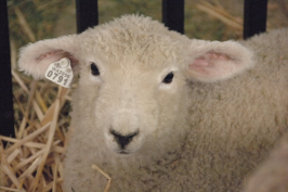 Cute lamb looking at camera.