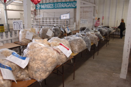 Bags of Romney fleeces on tables.